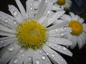 Rain_kissed_flower